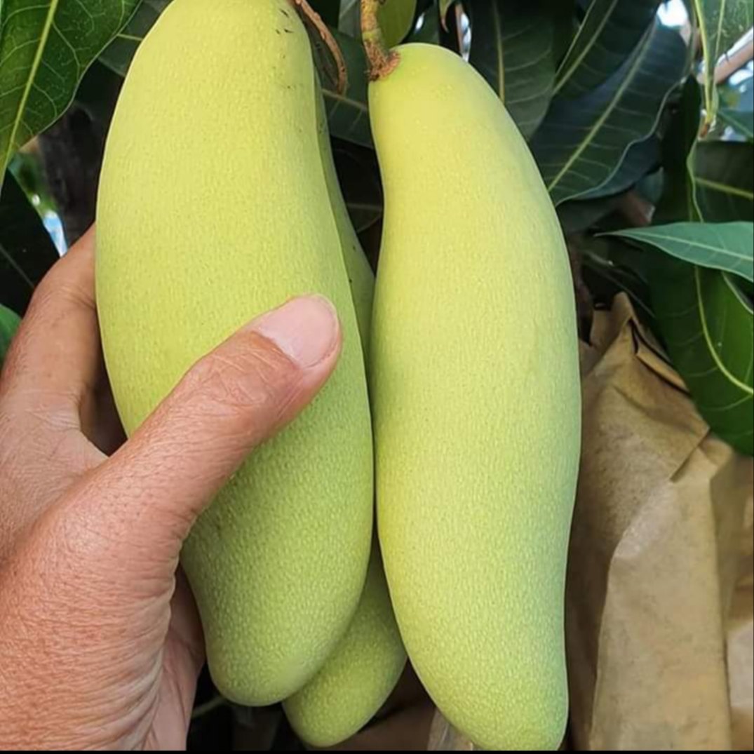 Banana Mango Plant